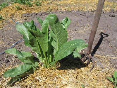 Raifort dans le jardin