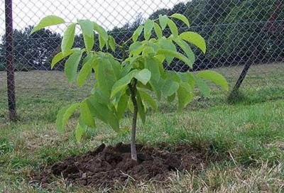 Plaats voor het planten van een walnoot