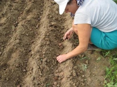 Walnotenzaadjes planten in het voorjaar