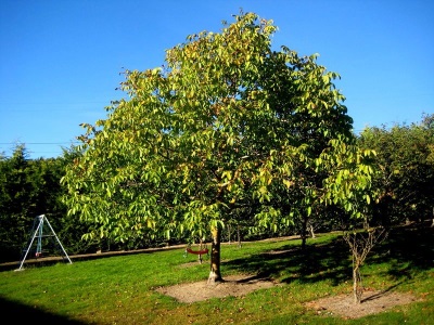 Een walnotenboom kweken