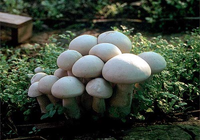 Các champignon đang phát triển trong nước