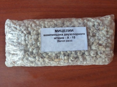 Paddenstoelenmycelium