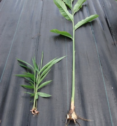 Jeune plante de galanga avec une petite racine