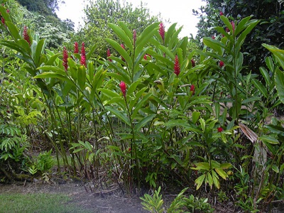 Kalgan fleurit avec des fleurs rouges