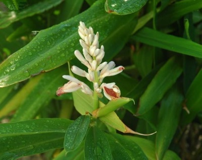 galanga en fleurs