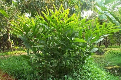 Hiina alpinia officinalis