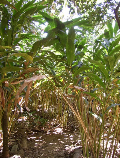 Plantations de cardamome