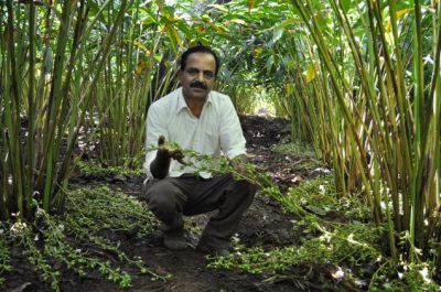 cardamome en inde