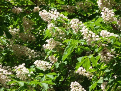 paardenkastanje bloemen