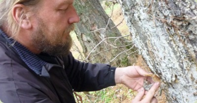 Pengumpulan cedar oleoresin dengan tangan