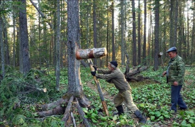 Seedermänniseemnete korjamine