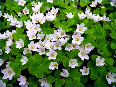 Oxalis gewoon