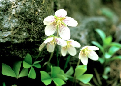 Oxalis reproductie