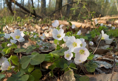 Oxalis in het bos