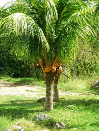 Cọ dừa