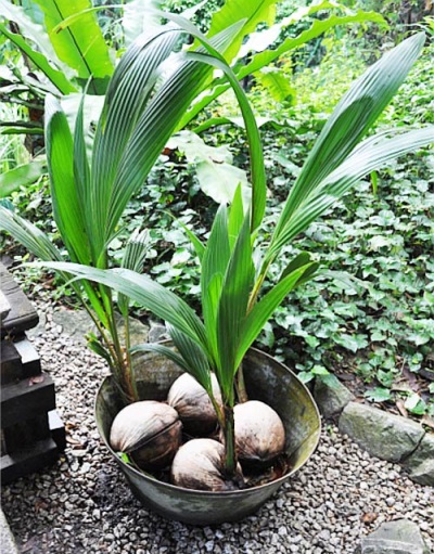 Trồng dừa tại nhà