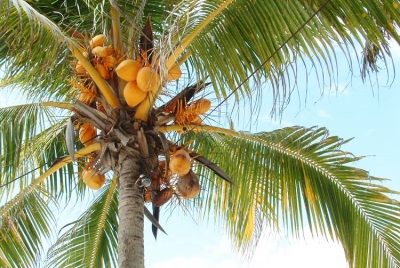 Cọ dừa
