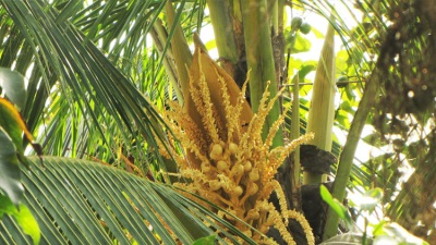 pokok kelapa berbunga