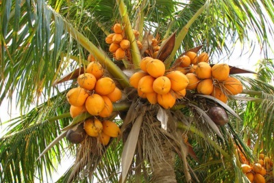 Dừa phát triển như thế nào
