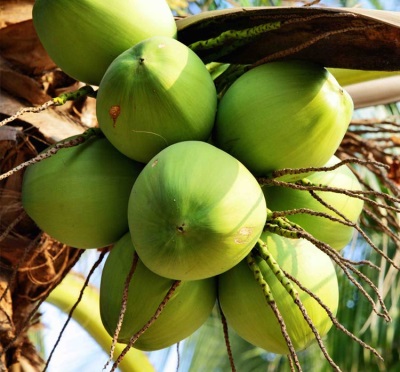 dừa xanh