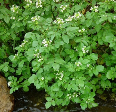 cresson en fleurs