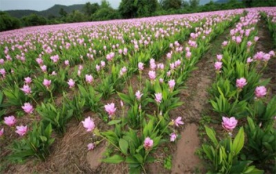 Plantages van kurkuma