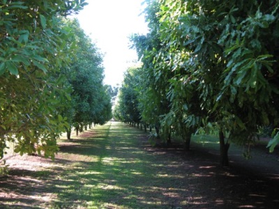 Macadamia groeit in droge gebieden, het meest voorkomend in Australië en Zuid-Afrika