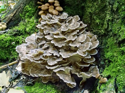 Maitake-paddenstoelen (maitake- of schapenpaddenstoel)