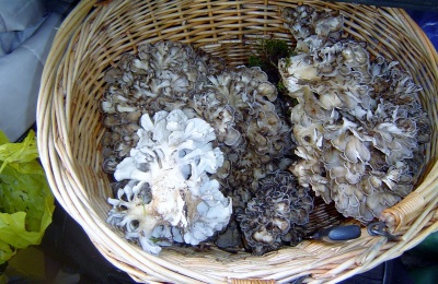 Interessante feiten over Meitake-paddenstoelen