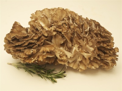 Maitake paddenstoelen zijn erg populair in de Aziatische keuken.