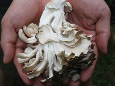 Kenmerken van Maitake Champignons