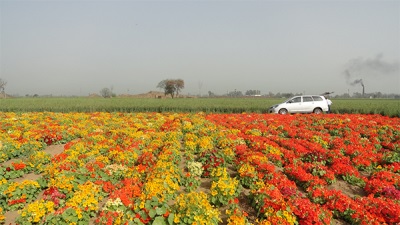 Nasturtium Kesk-Ameerikas