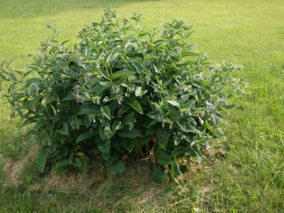 De smeerwortelplant behoort tot de familie Borage.