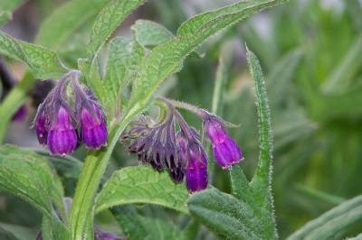 Smeerwortel officinalis