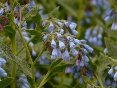 Comfrey thô