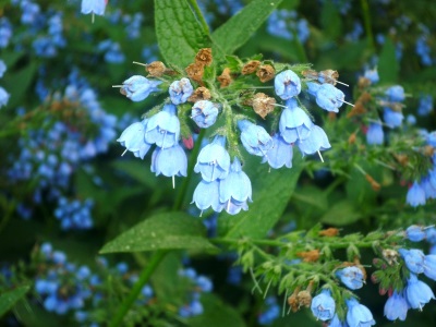 Comfrey välismaalane