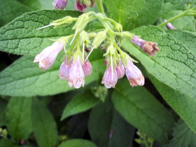 Comfrey lai