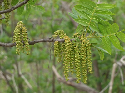 Feuilles et fleurs du noyer noir