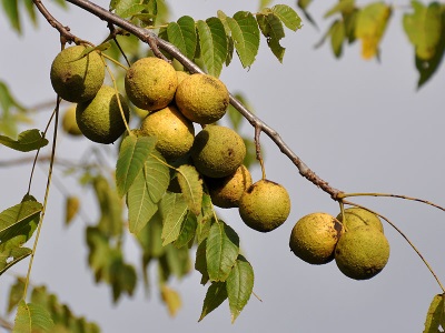 zwarte walnoot fruit