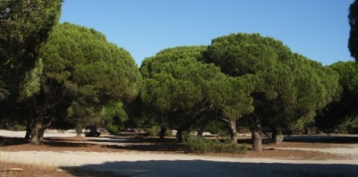 Pine paling banyak ditanam di Itali, Turki dan Sepanyol.