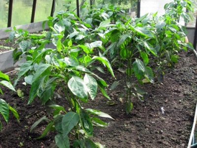 Paprika in de grond planten