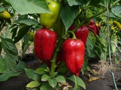 paprika taimede hooldus