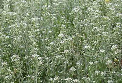 Herderstasje habitat