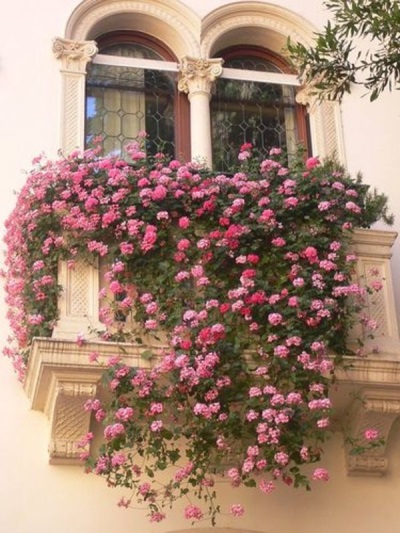 Le pourpier décore bien les balcons, les jardins, les parterres de fleurs