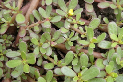 Dzika portulaka