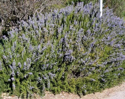 Rosemary di Crimea