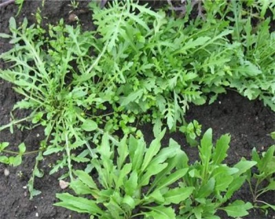 Rucola in de tuin