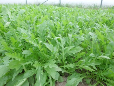 Rucola-plantages