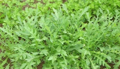 Kenmerken van rucola