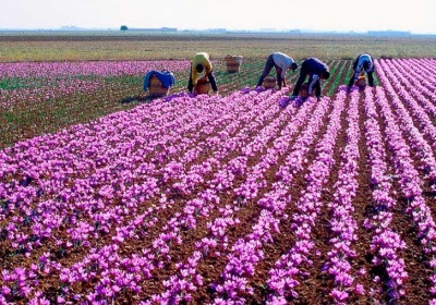 Saffraanplantages in Spanje